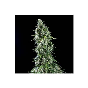 Genehtik - Kritical Bilbo