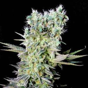 Genehtik - Northern Light X