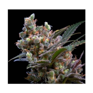 Genehtik - Kritikal Bilbo