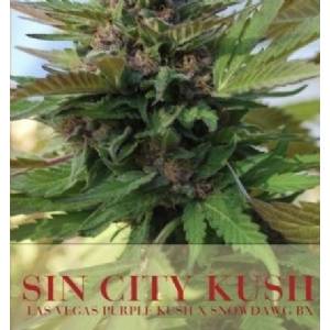 Alphakronik Seeds - Sin City Kush - Regolare
