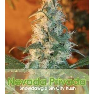 Alphakronik Seeds - Nevada Privada - Regolare