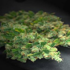 Alphakronik Seeds - Skyscraper Kush - Regolare