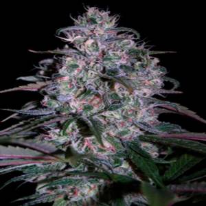 Seed Makers - Alakazam