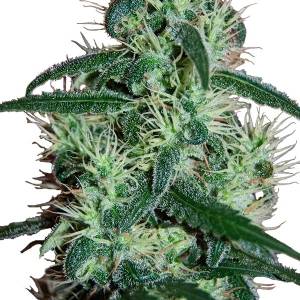 Seed Makers - Blizzard