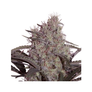 Seed Makers - Jack Widow