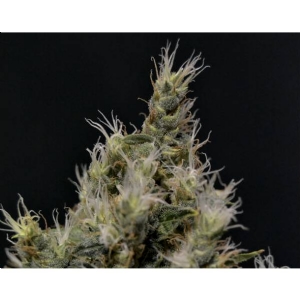 CBD Seeds - Vanilla Haze