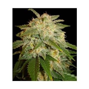 Soma Seeds - Kushadelic