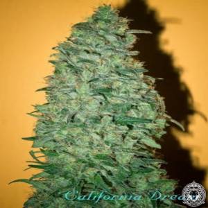 Mandala Seeds - California Dream