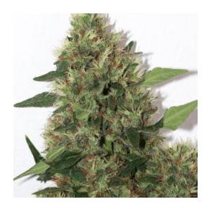 Mandala Seeds - Chill-OM - Regolare