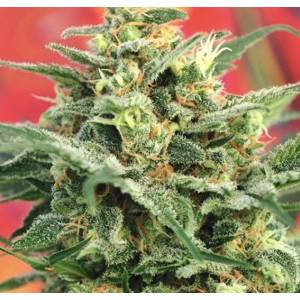 Mandala Seeds - Fruitylicious