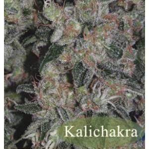 Mandala Seeds - Kalichakra - Regolare