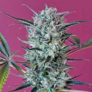 Mandala Seeds - Krystalica - Regolare