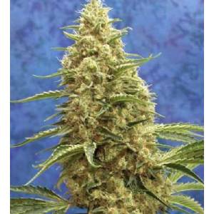 Mandala Seeds - Satori - Regolare