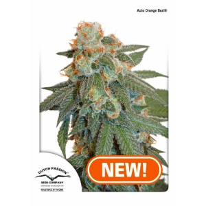 Dutch Passion - Orange Bud Auto
