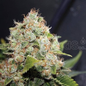 Medical Seeds - BCN Sour Diesel