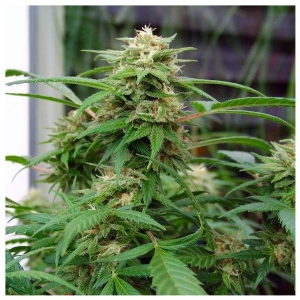 Nirvana Seeds - White Rhino