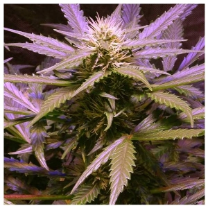 Nirvana Seeds - Lemon OG Haze