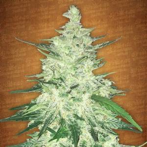 Fast Buds - CBD Crack