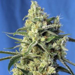 Sweet Seeds - Sweet Amnesia Haze