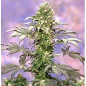 Sagarmatha Seeds - Matanuska Tundra - 5 fem