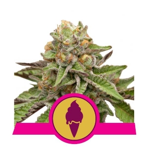 Semi da collezione - Semi Femminizzati THC < 0.5% - HSB