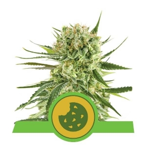 Royal Queen Seeds - Royal Cookies Auto