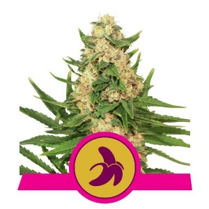 Royal Queen Seeds - Fat Banana