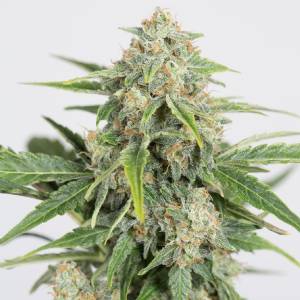 Dinafem - Dinamed CBD Auto