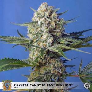 Sweet Seeds - Crystal Candy F1 Fast Version