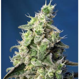 Sweet Seeds - Green Poison XL Auto