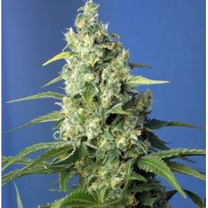 Sweet Seeds - Honey Peach CBD Auto