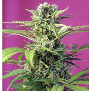 Sweet Seeds - Chem Beyond Diesel CBD