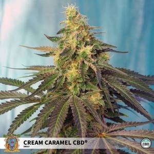 Sweet Seeds - Cream Caramel CBD
