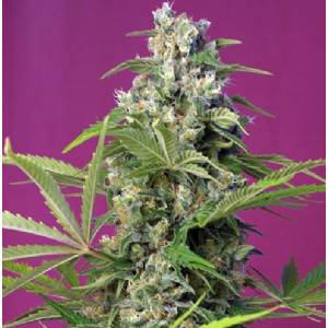 Sweet Seeds - Gorilla Girl