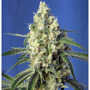 Sweet Seeds - Green Poison CBD