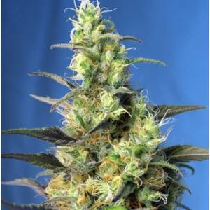 Sweet Seeds - Ice Cool CBD