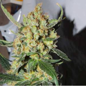 Cali Kush Farms - Emperor Mandarin - 6 fem