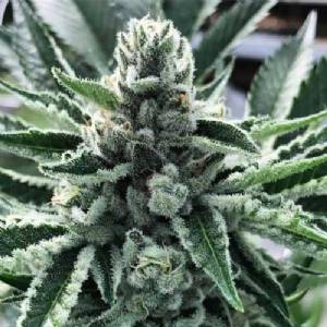 Cali Kush Farms - King Mamba - 6 fem