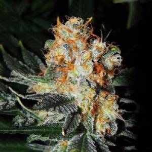 Cali Kush Farms - Jaffa Cake - 6 fem