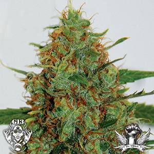 G13 Lab - Cinderella 99 - 5 fem