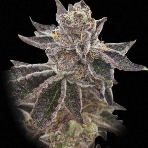 Rare Dankness - Cookie OX