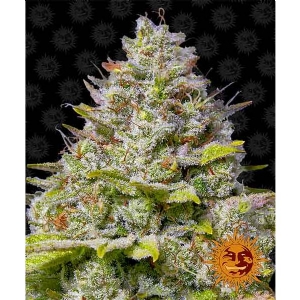 Barney s Farm - Blue Gelato 41