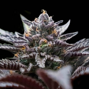 DNA Genetics - Double Stuffed Sorbet