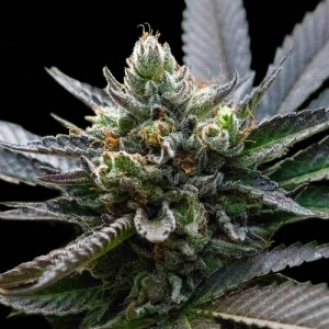 DNA Genetics - LA Sorbet