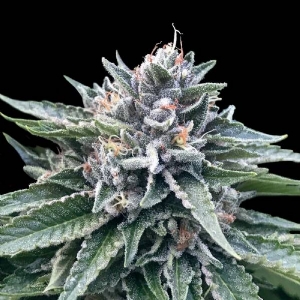 DNA Genetics - Sorbet #4