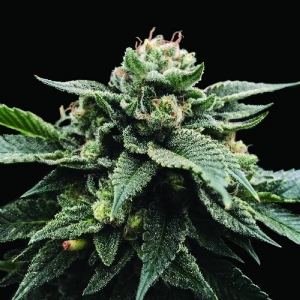 DNA Genetics - Sorbet Stash