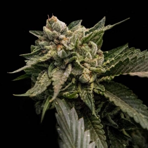 DNA Genetics - Strawberry Sorbet