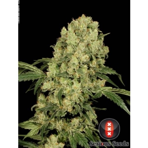 Serious Seeds - AK-47
