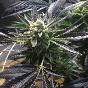 Rare Dankness - Cornbread