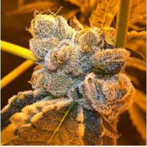 Oni Seeds - Beach Wedding 12 Reg